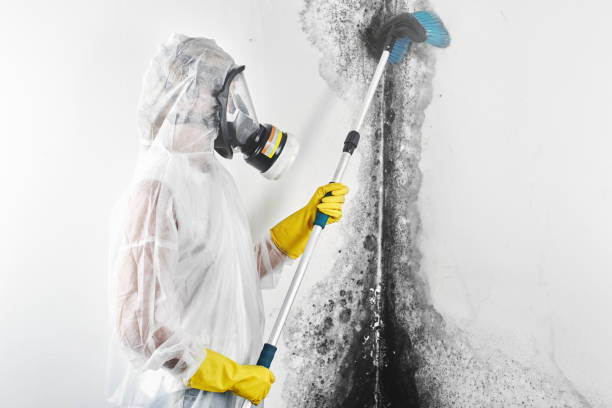 Best Attic Mold Removal  in Pebble Creek, FL
